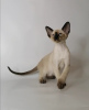 Photo №2 to announcement № 9732 for the sale of oriental shorthair - buy in Russian Federation from nursery