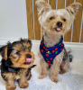 Photo №1. yorkshire terrier - for sale in the city of Centras Eldership | 507$ | Announcement № 116173