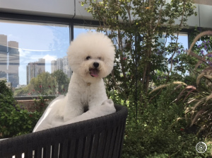 Photo №2 to announcement № 4684 for the sale of bichon frise - buy in Israel from nursery, breeder