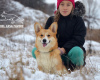 Photo №2 to announcement № 13862 for the sale of welsh corgi - buy in Ukraine private announcement, from nursery, breeder
