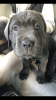 Additional photos: Cane Corso