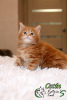 Photo №2 to announcement № 8030 for the sale of maine coon - buy in Russian Federation private announcement, from nursery, breeder
