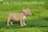 Photo №4. I will sell american bully in the city of Saratov. from nursery, breeder - price - 1302$
