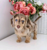 Photo №2 to announcement № 116788 for the sale of dachshund - buy in Finland private announcement, breeder