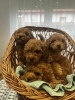 Additional photos: Toy Poodle