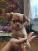 Additional photos: Chihuahua puppy