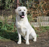 Photo №4. I will sell labrador retriever in the city of Yekaterinburg. breeder - price - 1250$