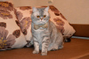 Additional photos: Scottish cat Marcello is urgently looking for a home