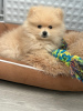 Photo №1. german spitz - for sale in the city of Lyon | negotiated | Announcement № 98209