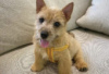 Photo №2 to announcement № 126984 for the sale of norwich terrier - buy in Germany private announcement