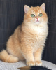 Photo №2 to announcement № 97194 for the sale of british shorthair - buy in Ukraine from nursery
