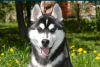 Photo №2 to announcement № 11335 for the sale of siberian husky - buy in United Kingdom private announcement