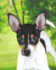 Additional photos: Toy fox terrier puppies