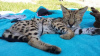 Photo №3. Vet check africa serval cat for sale and savannah f1 cat for sale. United Kingdom