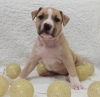 Additional photos: American Staffordshire Terrier puppies