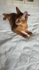 Photo №2 to announcement № 21293 for the sale of abyssinian cat - buy in Russian Federation private announcement