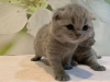 Photo №1. scottish fold - for sale in the city of Cologne | 370$ | Announcement № 84020