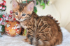 Photo №3. Gorgeous Bengal kittens available!. Belarus