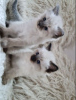 Photo №2 to announcement № 95080 for the sale of ragdoll - buy in Germany breeder