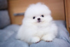 Photo №4. I will sell pomeranian in the city of Франкфурт-на-Майне. private announcement - price - 370$