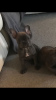 Photo №3. Purebred French Bulldog available now for sale. United Kingdom