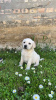 Photo №1. labrador retriever - for sale in the city of Jakovo | negotiated | Announcement № 100940