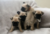 Photo №1. pug - for sale in the city of Leipzig | 423$ | Announcement № 95869