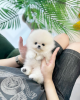 Photo №1. pomeranian - for sale in the city of Munich | negotiated | Announcement № 114777