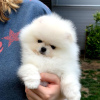 Photo №3. Pomeranian puppies. Finland