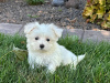 Photo №1. maltese dog - for sale in the city of Tiraspol | negotiated | Announcement № 124387