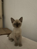 Photo №2 to announcement № 88505 for the sale of burmese cat - buy in Austria private announcement