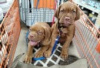 Photo №2 to announcement № 126929 for the sale of dogue de bordeaux - buy in Germany private announcement