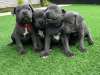 Photo №4. I will sell american staffordshire terrier in the city of Валлетта. private announcement - price - 423$