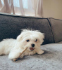 Photo №1. maltese dog - for sale in the city of Berlin | negotiated | Announcement № 40426