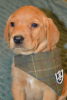 Photo №2 to announcement № 100566 for the sale of labrador retriever - buy in United States private announcement