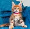 Photo №3. Healthy cute adorable Maine coon kittens available now for sell. Switzerland