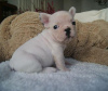 Photo №4. I will sell french bulldog in the city of Saarbrücken. private announcement - price - 350$