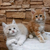 Photo №3. Healthy cute adorable Maine coon kittens available now for sell. Switzerland