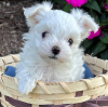 Photo №1. maltese dog - for sale in the city of Klosterneuburg | 371$ | Announcement № 107540