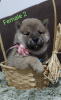 Photo №3. Shiba Inu puppies for sale. Serbia