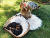 Photo №2 to announcement № 36952 for the sale of yorkshire terrier - buy in Russian Federation private announcement