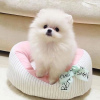 Photo №2 to announcement № 38288 for the sale of pomeranian - buy in Austria private announcement
