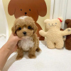 Photo №2 to announcement № 96528 for the sale of poodle (toy) - buy in Australia private announcement