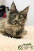 Photo №1. maine coon - for sale in the city of St. Petersburg | 401$ | Announcement № 7687