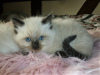 Photo №1. ragdoll - for sale in the city of Ferrol | 402$ | Announcement № 121893