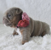 Photo №1. english bulldog - for sale in the city of Inzell | 528$ | Announcement № 98514