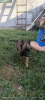 Additional photos: Belgian Malinois Shepherd puppies