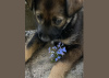 Photo №3. Puppy Michelle, 2 months old, is urgently looking for a home. Belarus