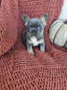 Photo №1. french bulldog - for sale in the city of Rome | Is free | Announcement № 16197