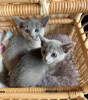 Photo №1. british shorthair - for sale in the city of Cologne | Is free | Announcement № 83210
